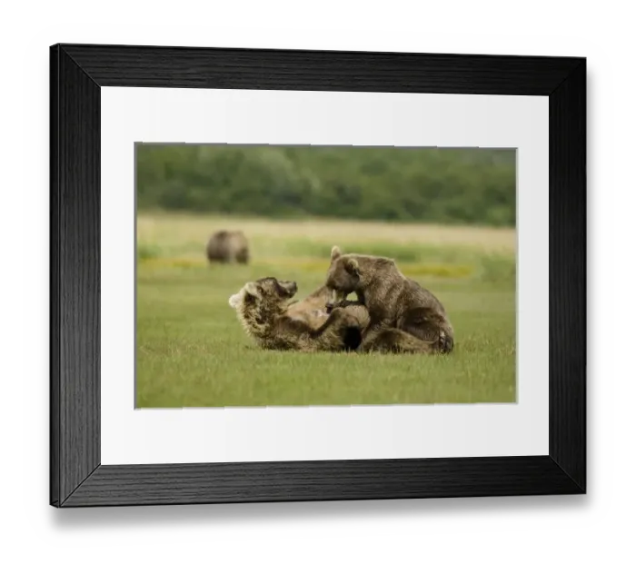 Framed Print : USA, North America, Alaska Framed Print : USA, North America, Alaska