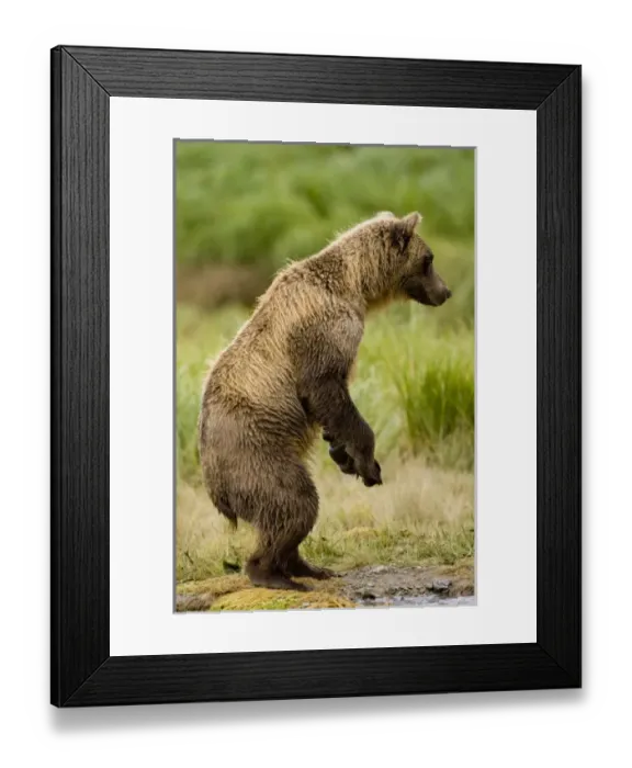 Framed Print : USA, North America, Alaska Framed Print : USA, North America, Alaska