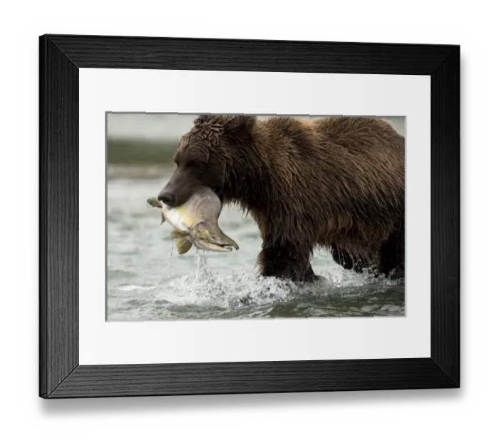 Framed Print : USA, North America, Alaska Framed Print : USA, North America, Alaska