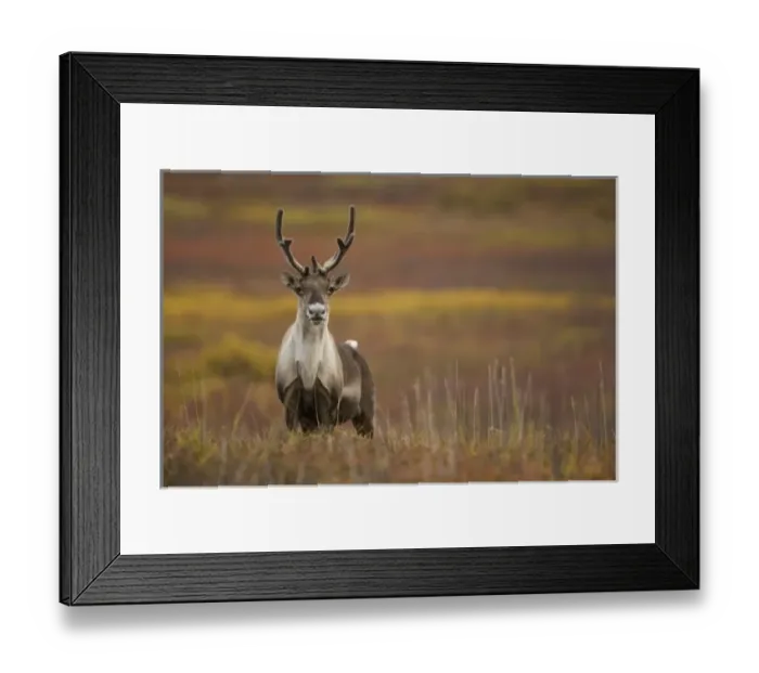 Framed Print : Barren-ground Caribou, Rangifer tarandus groenlandicus, in the Denali NP, Alaska