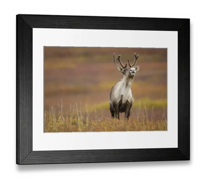 Framed Print : Barren-ground Caribou, Rangifer tarandus groenlandicus, in the Denali NP, Alaska Framed Print : Barren-ground Caribou, Rangifer tarandus groenlandicus, in the Denali NP, Alaska