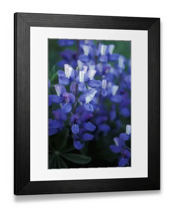 Framed Print : Steese Highway, AK. Arctic Lupine, Lupinus arcticus. White Mountains Framed Print : Steese Highway, AK. Arctic Lupine, Lupinus arcticus. White Mountains