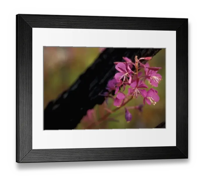 Framed Print : Tok, AK. Fireweed, Eplilbium angustifolium, helps define Alaska in summertime Framed Print : Tok, AK. Fireweed, Eplilbium angustifolium, helps define Alaska in summertime