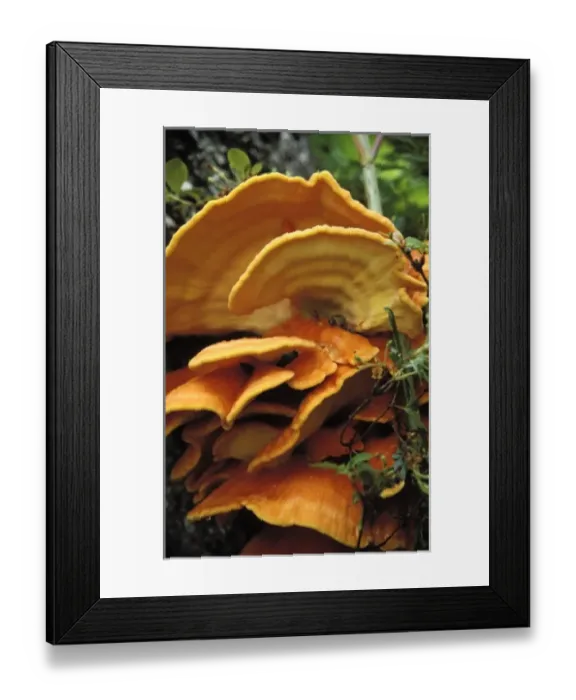Framed Print : Orange shelf fungus, Kachemak National Park, AK Framed Print : Orange shelf fungus, Kachemak National Park, AK