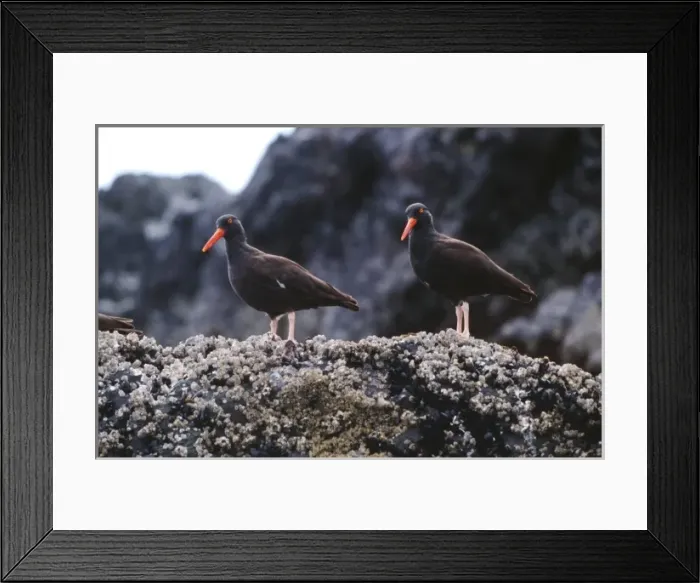 Framed Print : Two oyster catchers Kachemak Bay, Alaska Framed Print : Two oyster catchers Kachemak Bay, Alaska