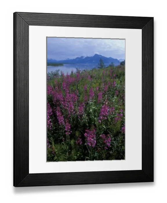 Framed Print : USA, Alaska, interior, Miles Lake, near Cordova, Fireweed blooms along Copper River Framed Print : USA, Alaska, interior, Miles Lake, near Cordova, Fireweed blooms along Copper River