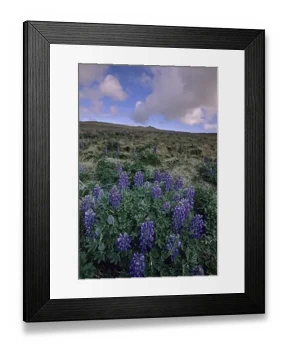 Framed Print : Nootka Lupine, (Lupinus nootkatensis), St. Paul Island, Pribilofs, Bering Sea, Alaska Framed Print : Nootka Lupine, (Lupinus nootkatensis), St. Paul Island, Pribilofs, Bering Sea, Alaska