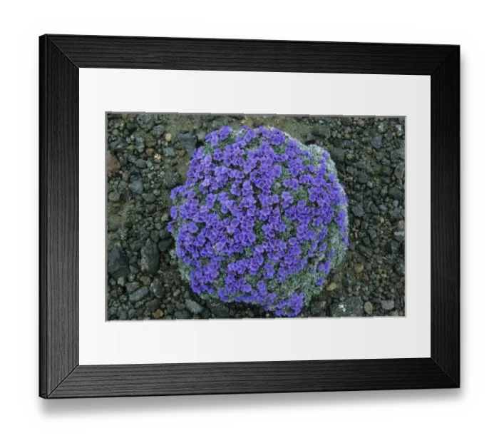 Framed Print : USA, Alaska, Arctic Forget-Me-Not, (Eritrichium chamissonis), wild flowers on Pribilof Island Framed Print : USA, Alaska, Arctic Forget-Me-Not, (Eritrichium chamissonis), wild flowers on Pribilof Island