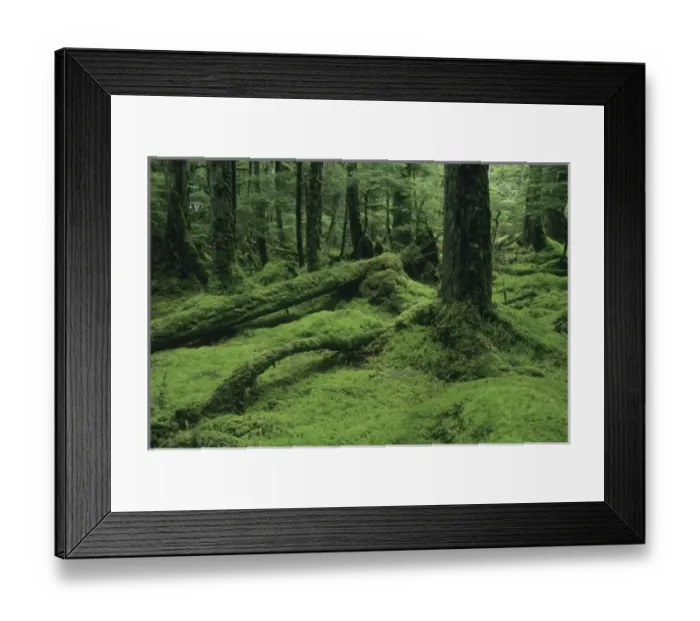 Framed Print : Alaska, Tongass National Forest, W. Brothers Island, southeast, mossy temperate rainforest interior