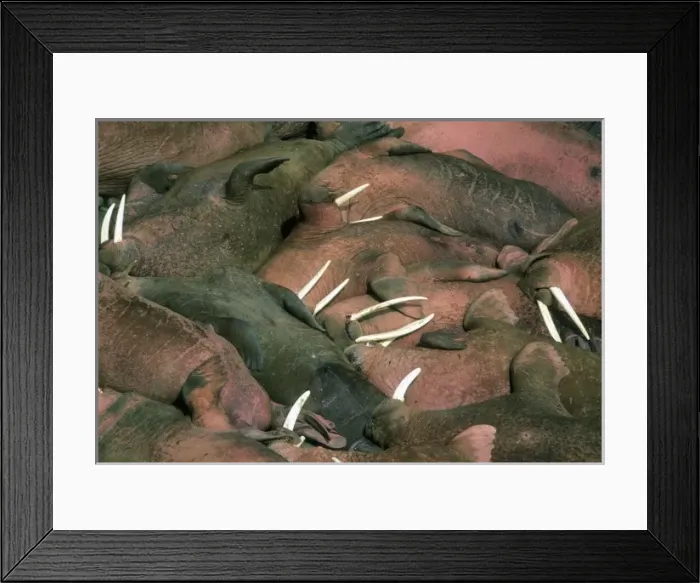Framed Print : Pacific Walrus (Odobenus rosmarus) Males at summer haulout, Round Island, Walrus Islands Sanctuary