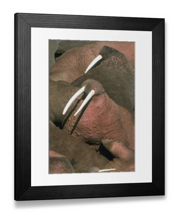 Framed Print : Pacific Walrus (Odobenus rosmarus) Males gather at summer haulout, Round Island Framed Print : Pacific Walrus (Odobenus rosmarus) Males gather at summer haulout, Round Island