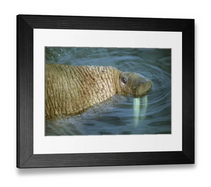 Framed Print : Pacific Walrus (Odobenus rosmarus) Males gather at summer haulout, Round Island