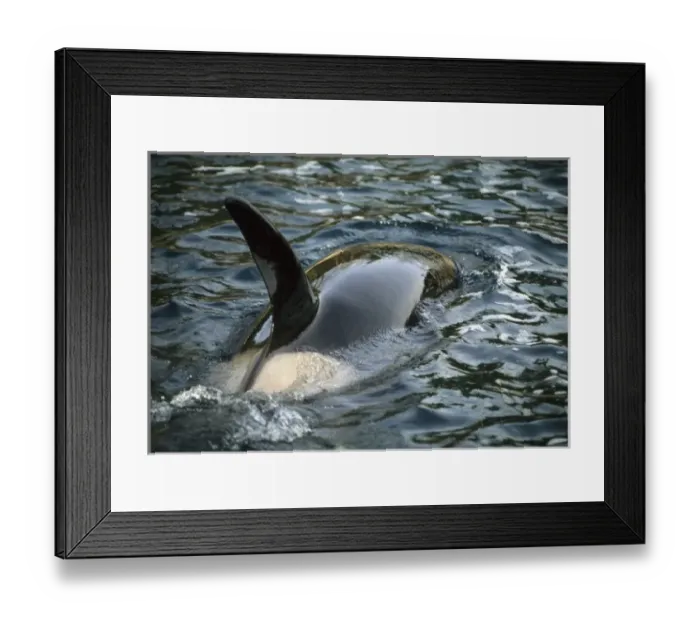 Framed Print : Killer Whale, Orca, (Orcinus orca), adult female at surface, Chatham Strait, SE Alaska, USA Framed Print : Killer Whale, Orca, (Orcinus orca), adult female at surface, Chatham Strait, SE Alaska, USA