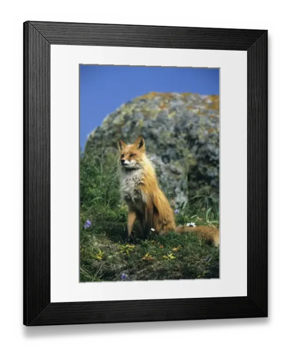 Framed Print : USA, North America, Alaska Framed Print : USA, North America, Alaska