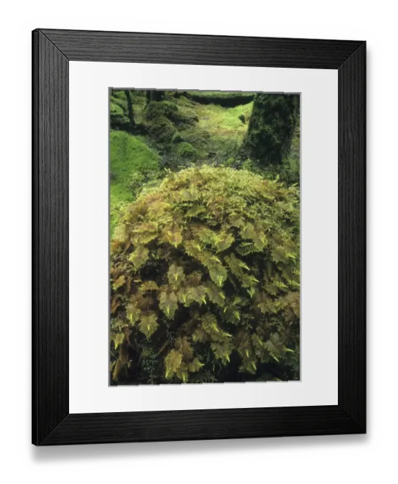 Framed Print : USA, North America, Alaska Framed Print : USA, North America, Alaska