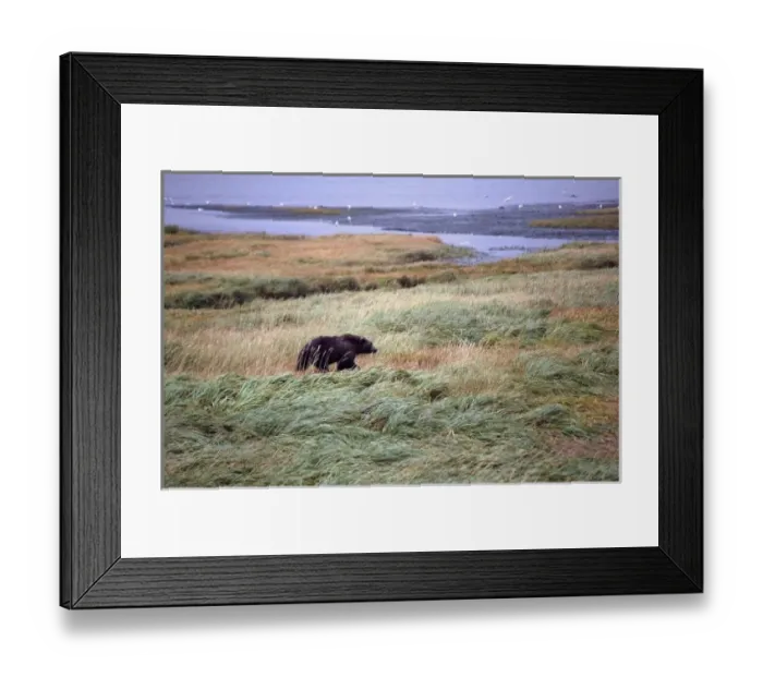 Framed Print : USA, North America, Alaska Framed Print : USA, North America, Alaska