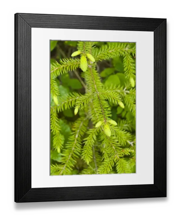 Framed Print : USA, North America, Alaska Framed Print : USA, North America, Alaska