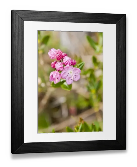 Framed Print : Alaska. Bog-laurel  /  bog laurel (Kalmia polifolia) Ideal Cove area of Southeast Alaska