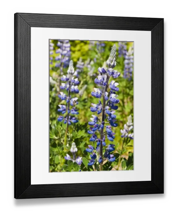 Framed Print : USA, North America, Alaska Framed Print : USA, North America, Alaska