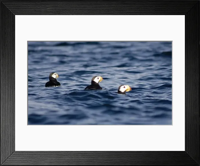 Framed Print : Puffins on Resurrection Bay, Kenai Fjords National Park Framed Print : Puffins on Resurrection Bay, Kenai Fjords National Park