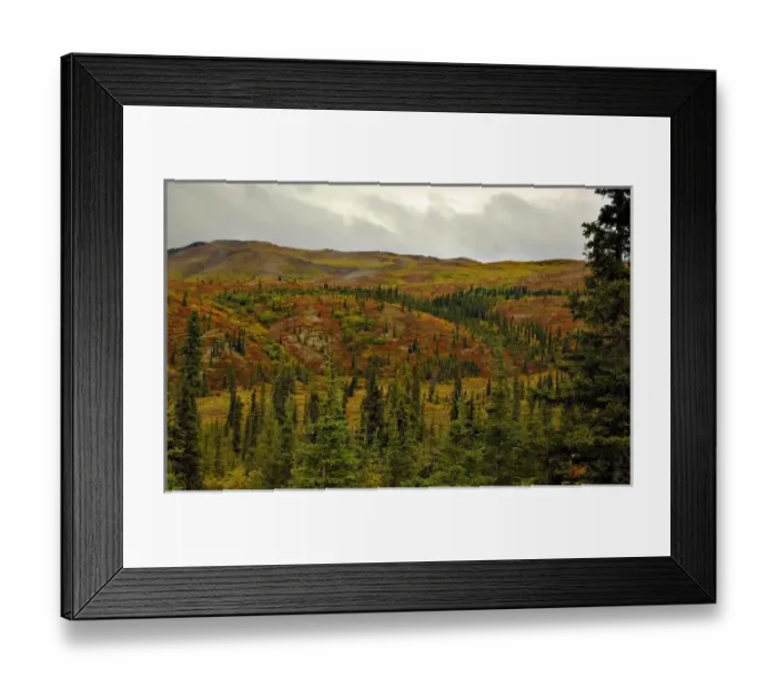 Framed Print : Colorful Tundra and rich green conifers frame the entrance to Denali National Park in September Framed Print : Colorful Tundra and rich green conifers frame the entrance to Denali National Park in September
