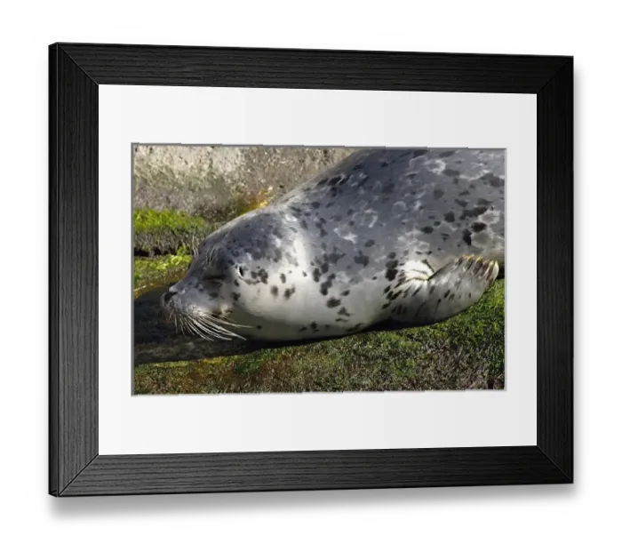 Framed Print : USA, North America, Alaska Framed Print : USA, North America, Alaska