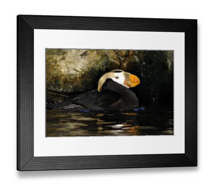 Framed Print : USA, North America, Alaska Framed Print : USA, North America, Alaska