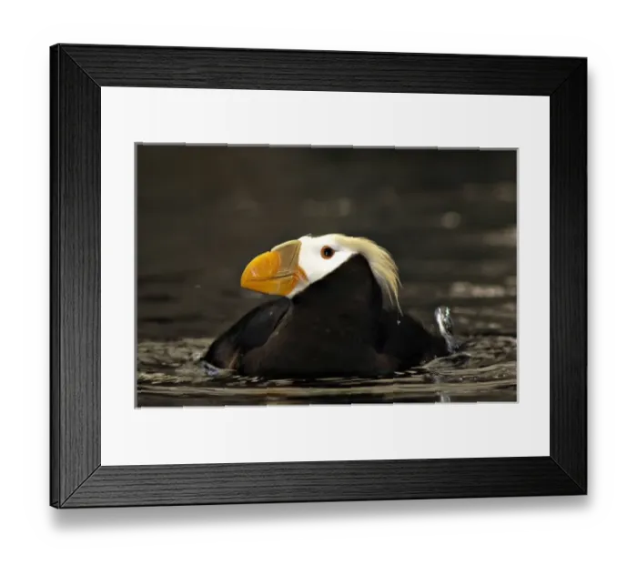 Framed Print : Captive Crested Puffin, Alaska Sealife Center, Seward, AK Framed Print : Captive Crested Puffin, Alaska Sealife Center, Seward, AK