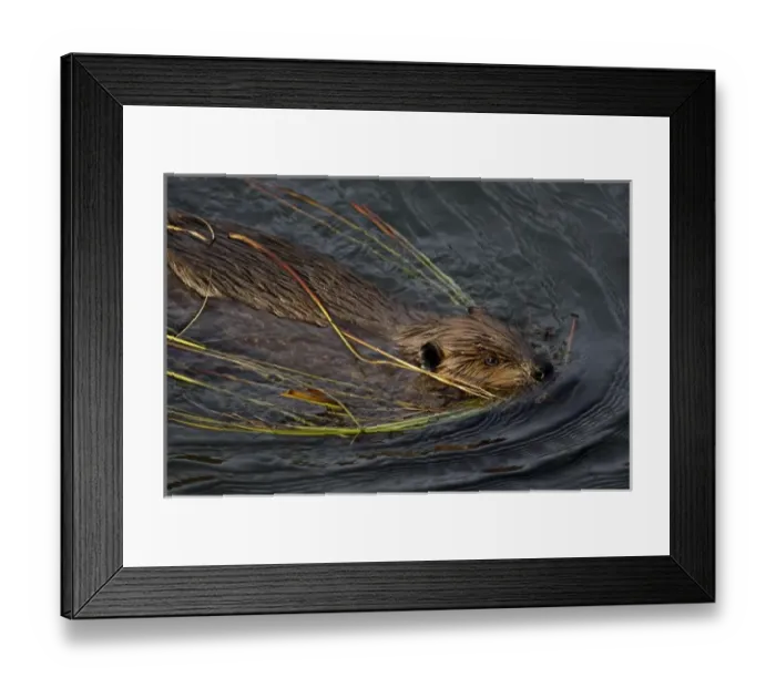 Framed Print : Beaver swims with grasses, Denali Reflecting Pond, Denali National Park, AK Framed Print : Beaver swims with grasses, Denali Reflecting Pond, Denali National Park, AK
