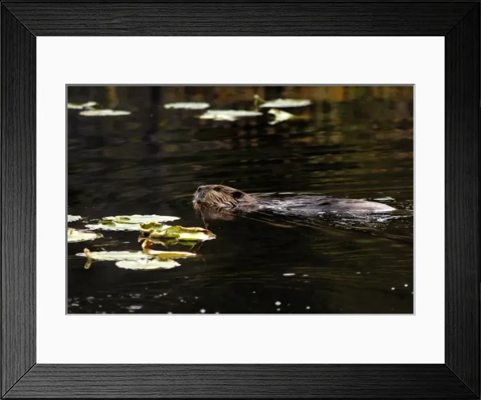 Framed Print : Beaver swimming in pond, Denali National Park, AK