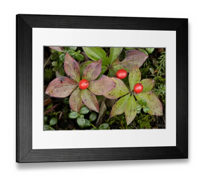 Framed Print : USA, North America, Alaska