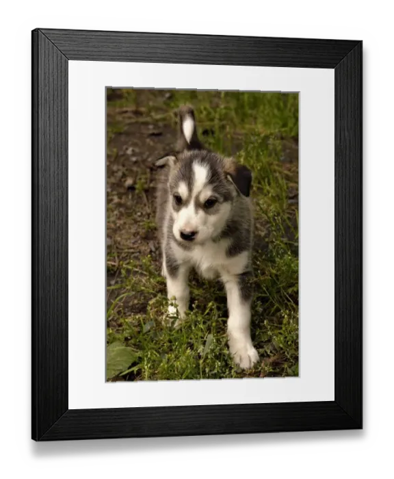 Framed Print : USA, North America, Alaska Framed Print : USA, North America, Alaska