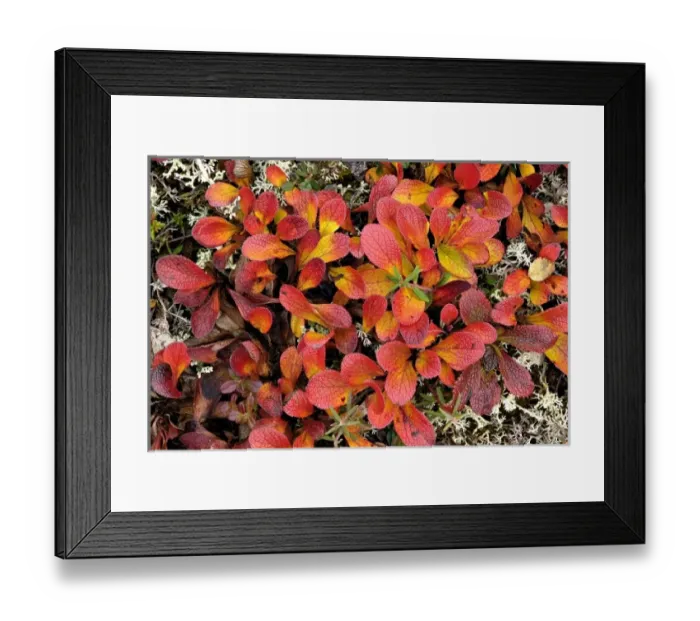 Framed Print : The colorful tapestry of Denalis tundra is woven of many mosses, berries, and sedges
