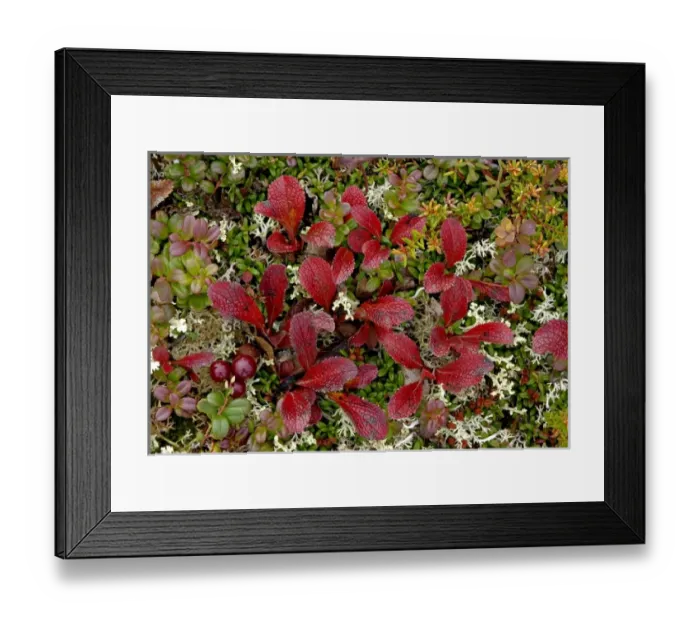 Framed Print : The colorful tapestry of Denalis tundra is woven of many mosses, berries, and sedges Framed Print : The colorful tapestry of Denalis tundra is woven of many mosses, berries, and sedges
