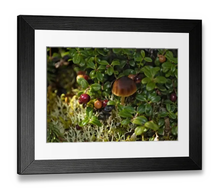 Framed Print : USA, North America, Alaska Framed Print : USA, North America, Alaska
