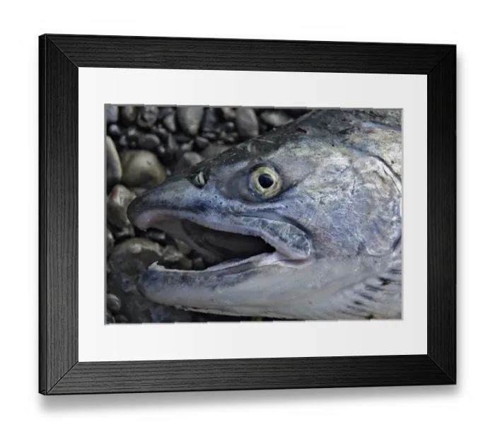 Framed Print : Fresh-caught silver salmon, Alaska, Kenai, Kenai Peninsula, AK Framed Print : Fresh-caught silver salmon, Alaska, Kenai, Kenai Peninsula, AK