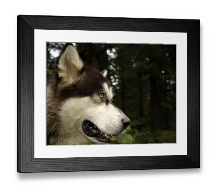 Framed Print : USA, North America, Alaska Framed Print : USA, North America, Alaska