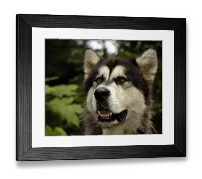 Framed Print : USA, North America, Alaska