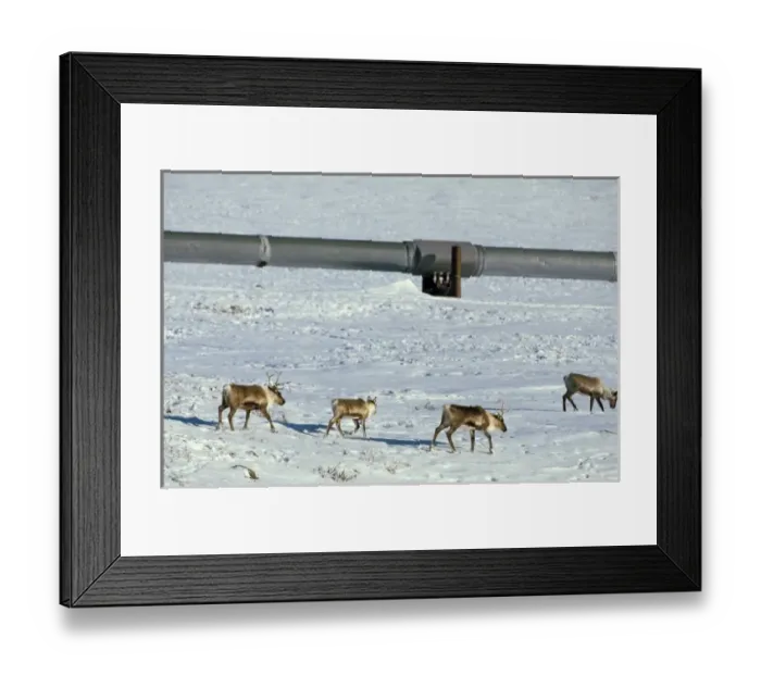 Framed Print : USA, Alaska, Brooks Range. Carribou grazing along Trans-Alaskan Oil Pipeline Framed Print : USA, Alaska, Brooks Range. Carribou grazing along Trans-Alaskan Oil Pipeline