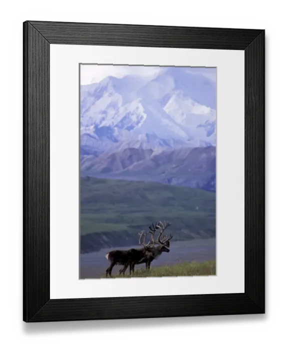 Framed Print : USA, Alaska, Denali National Park. Bull caribou and Mt. McKinley Framed Print : USA, Alaska, Denali National Park. Bull caribou and Mt. McKinley