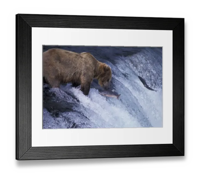 Framed Print : USA, Alaska, Katmai National Park, Brooks Falls. Alaskan Brown Bear feeding on spawning Framed Print : USA, Alaska, Katmai National Park, Brooks Falls. Alaskan Brown Bear feeding on spawning