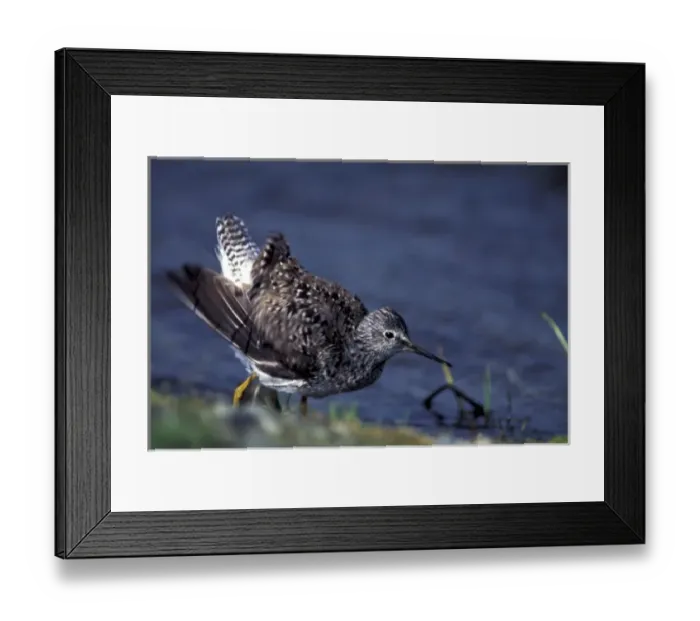 Framed Print : USA, Alaska, Potter Marsh. Lesser Yellowlegs (Tringa flavipes) Framed Print : USA, Alaska, Potter Marsh. Lesser Yellowlegs (Tringa flavipes)