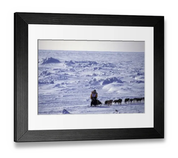 Framed Print : USA, Alaska. Musher sledding across Bering Sea ice near Nome