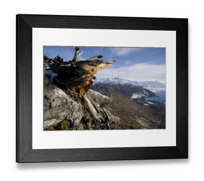 Framed Print : USA, Alaska, Gnarled spruce tree on summit of Lions Head peak overlooking Matanuska Glacier Framed Print : USA, Alaska, Gnarled spruce tree on summit of Lions Head peak overlooking Matanuska Glacier