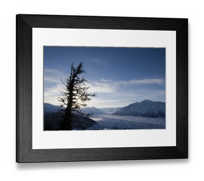 Framed Print : USA, Alaska, Silhouette of gnarled spruce tree on summit of Lions Head peak Framed Print : USA, Alaska, Silhouette of gnarled spruce tree on summit of Lions Head peak