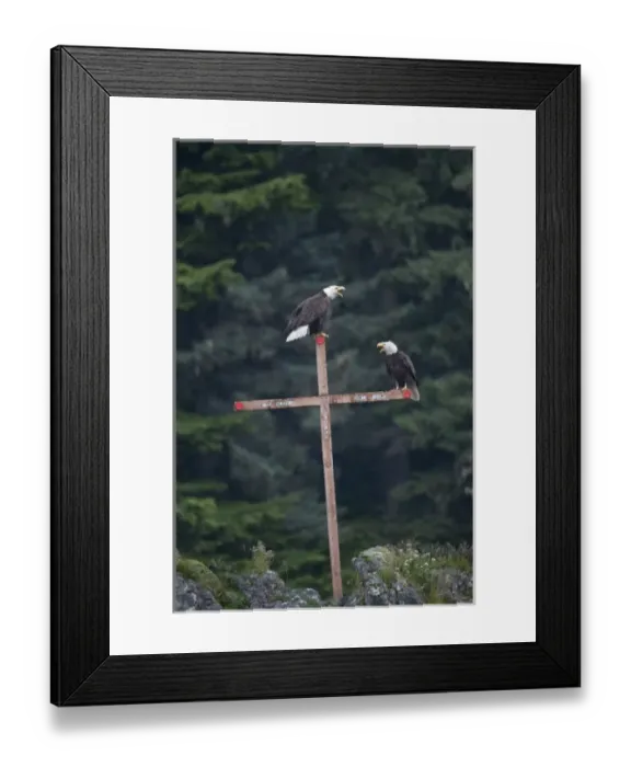 Framed Print : USA, Alaska, Angoon, Bald Eagles (Haliaeetus leucocephalus) resting on cross memorial Framed Print : USA, Alaska, Angoon, Bald Eagles (Haliaeetus leucocephalus) resting on cross memorial