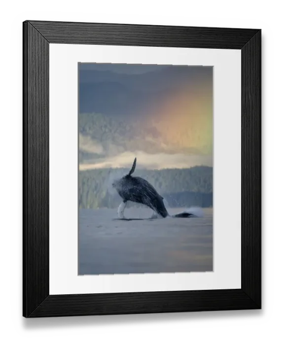 Framed Print : USA, Alaska, Angoon, Humpback Whale (Megaptera novaengliae) breaching in Chatham