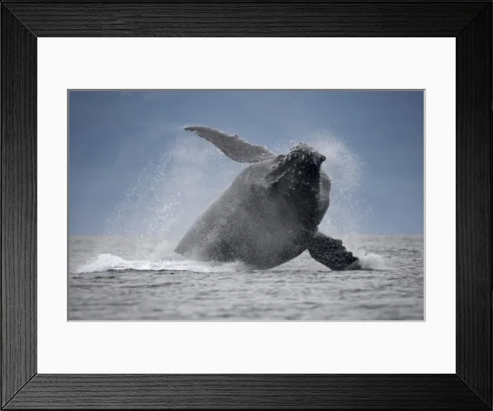 Framed Print : USA, Alaska, Angoon, Humpback Whale (Megaptera novaengliae) breaching in Chatham Framed Print : USA, Alaska, Angoon, Humpback Whale (Megaptera novaengliae) breaching in Chatham
