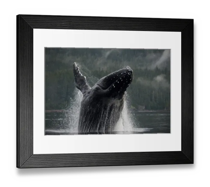 Framed Print : USA, Alaska, Angoon, Humpback Whale (Megaptera novaengliae) breaching in Chatham