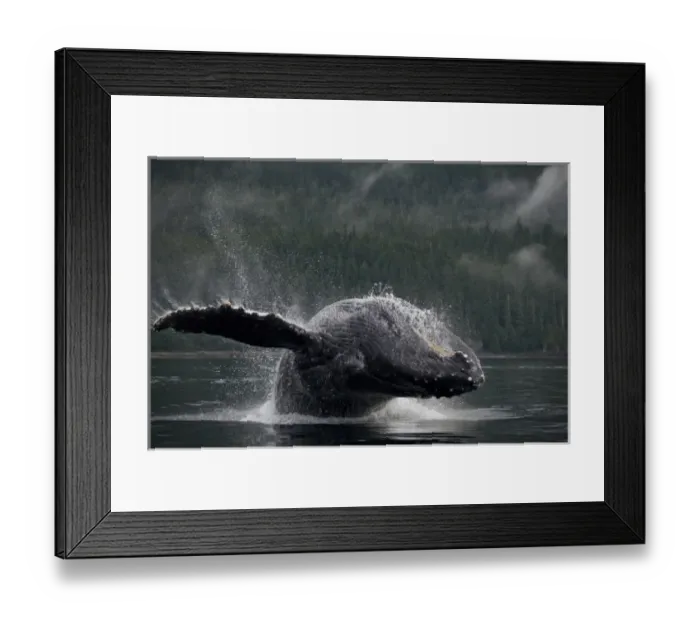 Framed Print : USA, Alaska, Angoon, Humpback Whale (Megaptera novaengliae) breaching in Chatham